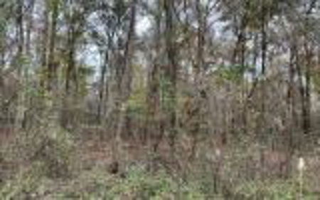 Recreational Lot - Live Oak Florida - Suwannee County Fl! - image 3