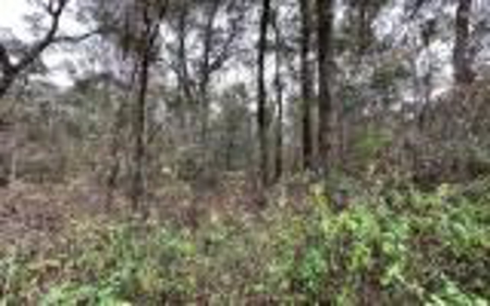 Recreational Lot - Live Oak Florida - Suwannee County Fl! - image 2