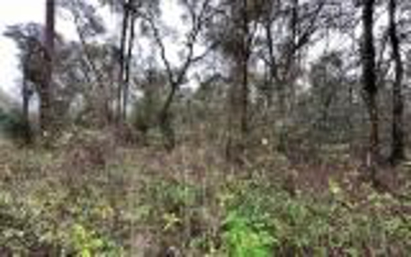 Recreational Lot - Live Oak Florida - Suwannee County Fl! - image 3
