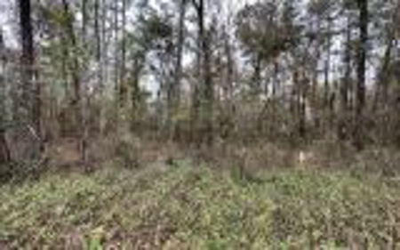 Recreational Lot - Live Oak Florida - Suwannee County Fl! - image 1