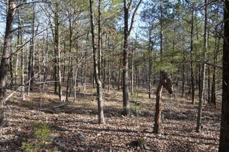 Land For Sale Near National Forest & Kiamichi River Oklahoma - image 21