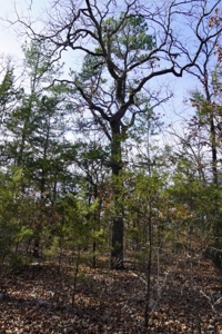 Land For Sale Near National Forest & Kiamichi River Oklahoma - image 40