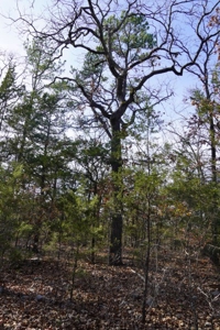 Land For Sale Near National Forest & Kiamichi River Oklahoma - image 41