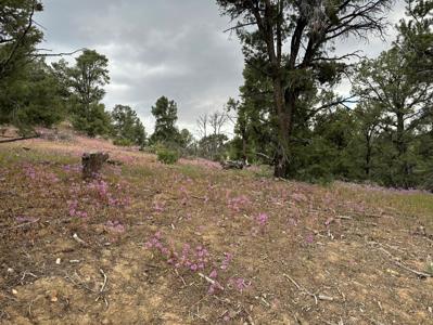 Nevada Virginia City Highlands Reno Treed Land Lot For Sale - image 29