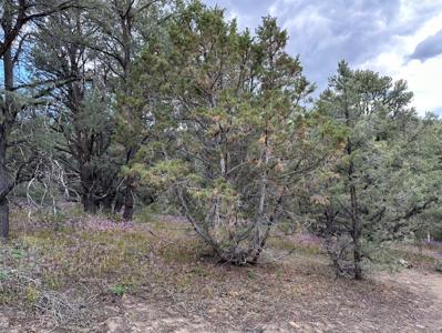 Nevada Virginia City Highlands Reno Treed Land Lot For Sale - image 17