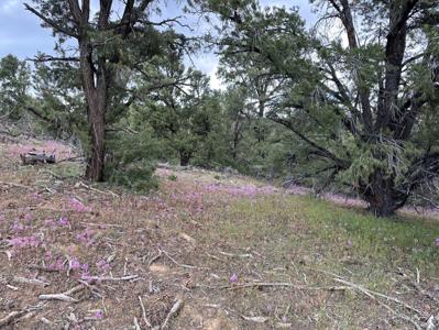 Nevada Virginia City Highlands Reno Treed Land Lot For Sale - image 23