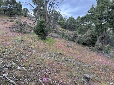 Nevada Virginia City Highlands Reno Treed Land Lot For Sale - image 25