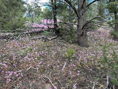 Nevada Virginia City Highlands Reno Treed Land Lot For Sale - image 15