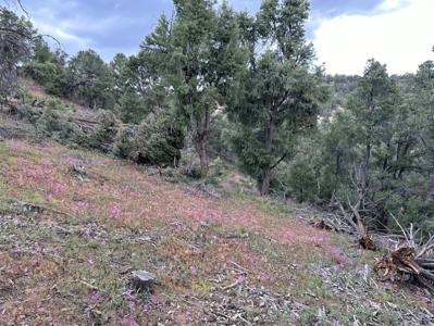 Nevada Virginia City Highlands Reno Treed Land Lot For Sale - image 24