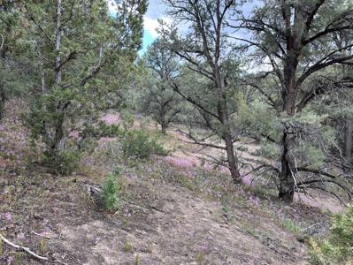 Nevada Virginia City Highlands Reno Treed Land Lot For Sale - image 16