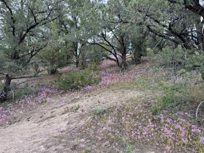 Nevada Virginia City Highlands Reno Treed Land Lot For Sale - image 19