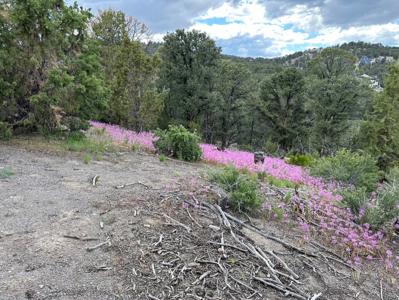 Nevada Virginia City Highlands Reno Treed Land Lot For Sale - image 7