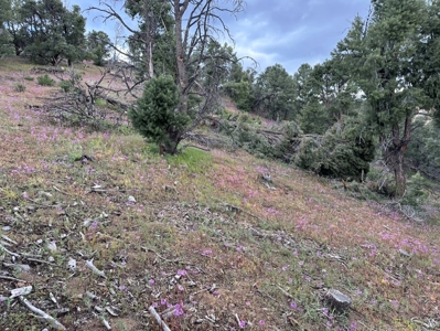 Nevada Virginia City Highlands Reno Treed Land Lot For Sale - image 25