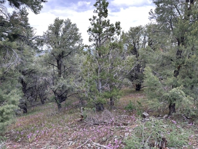 Nevada Virginia City Highlands Reno Treed Land Lot For Sale - image 26