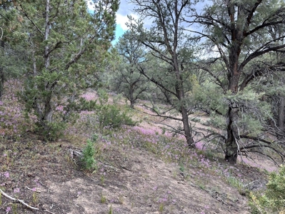 Nevada Virginia City Highlands Reno Treed Land Lot For Sale - image 16
