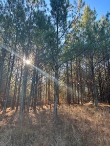 Timberland and Hunting Tract in Clark County Arkansas - image 50