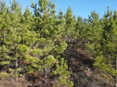 Timberland and Hunting Tract in Clark County Arkansas - image 21