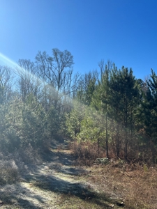 Timberland and Hunting Tract in Clark County Arkansas - image 47