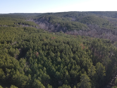 Timberland and Hunting Tract in Clark County Arkansas - image 16