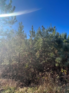 Timberland and Hunting Tract in Clark County Arkansas - image 46