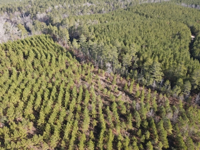 Timberland and Hunting Tract in Clark County Arkansas - image 8