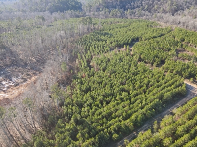 Timberland and Hunting Tract in Clark County Arkansas - image 11