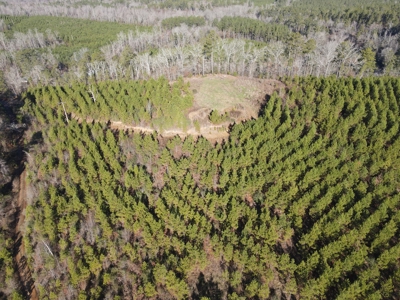 Timberland and Hunting Tract in Clark County Arkansas - image 9
