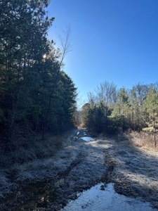 Timberland and Hunting Tract in Clark County Arkansas - image 49