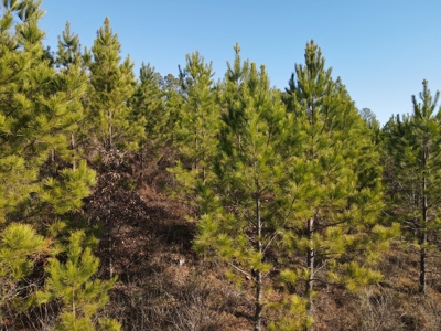 Timberland and Hunting Tract in Clark County Arkansas - image 22