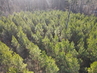Timberland and Hunting Tract in Clark County Arkansas - image 2