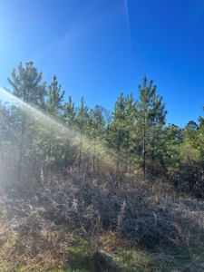 Timberland and Hunting Tract in Clark County Arkansas - image 48