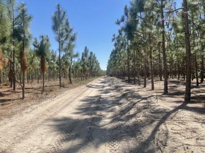 17.35 Acres Of 8 Year Old Long Leaf Pines For Only $110,000! - image 6