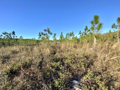 17.35 Acres Of 8 Year Old Long Leaf Pines For Only $110,000! - image 2