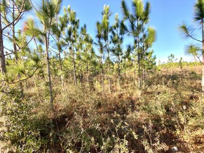 17.35 Acres Of 8 Year Old Long Leaf Pines For Only $110,000! - image 3