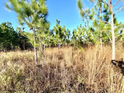 17.35 Acres Of 8 Year Old Long Leaf Pines For Only $110,000! - image 4