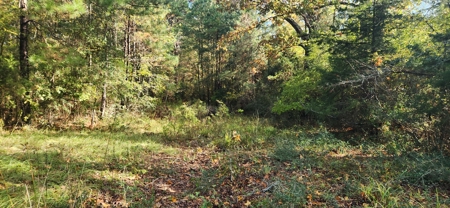 Land for Sale in Tenaha, TX - image 2