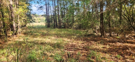 Land for Sale in Tenaha, TX - image 3
