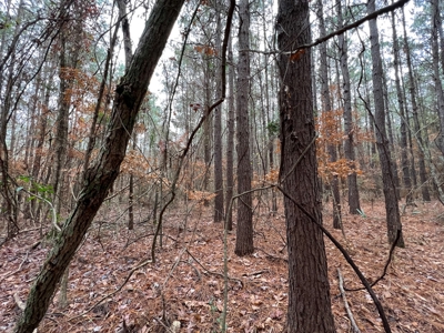 Land for Sale in Tenaha, TX - image 15
