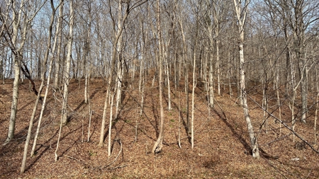 Scioto County Ohio Land for Sale - image 5
