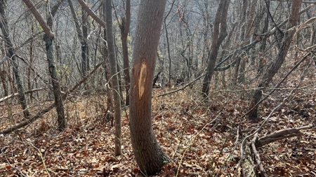 Scioto County Ohio Land for Sale - image 29