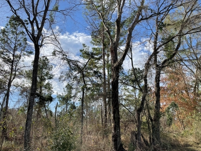 Rusk County Texas Lands For Sale - image 16