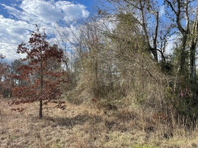 Rusk County Texas Lands For Sale - image 6
