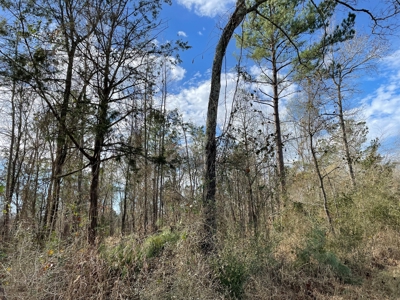 Rusk County Texas Lands For Sale - image 9