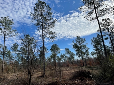 Rusk County Texas Lands For Sale - image 2