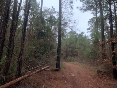 Natural Timber Hunting Land 80ac for Sale in Ouachita County - image 13
