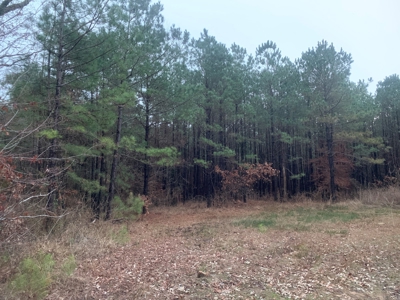 Natural Timber Hunting Land 80ac for Sale in Ouachita County - image 4
