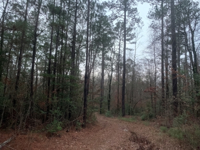 Natural Timber Hunting Land 80ac for Sale in Ouachita County - image 14
