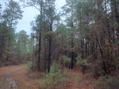 Natural Timber Hunting Land 80ac for Sale in Ouachita County - image 6