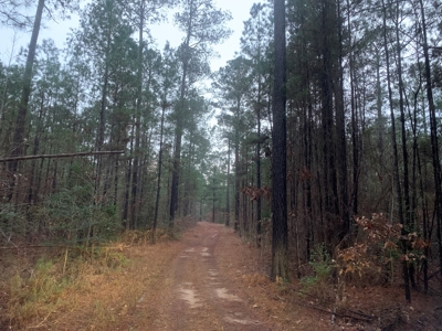 Natural Timber Hunting Land 80ac for Sale in Ouachita County - image 5