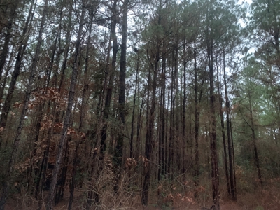 Natural Timber Hunting Land 80ac for Sale in Ouachita County - image 7